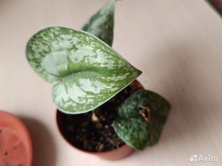 Сциндапсус пиктус треби