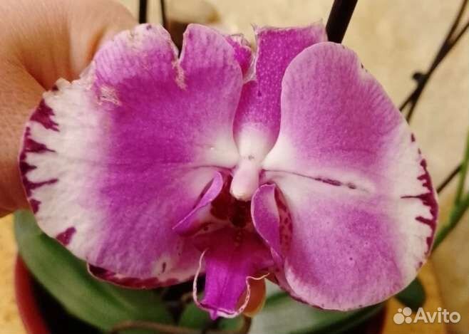 Фаленопсисы