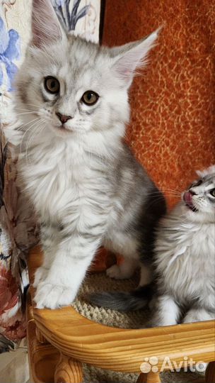 Котята мейн-кун