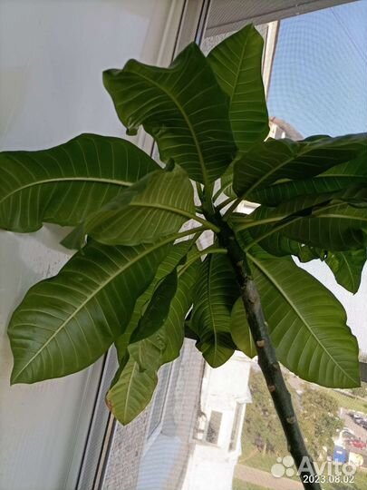 Плюмерия три года,вариант цветения