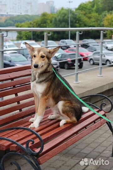 Щенок - мальчик, 10 месяцев