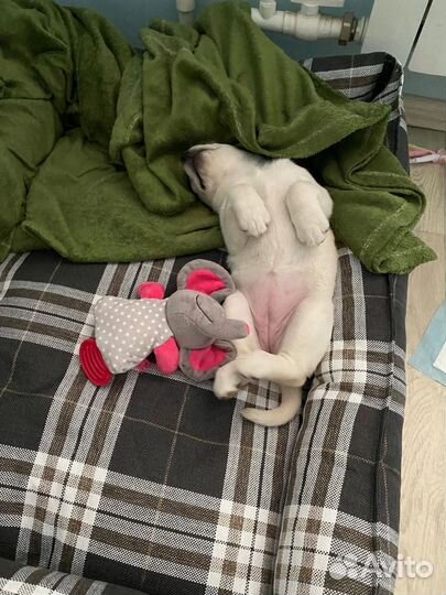 Продам щенка лабрадора