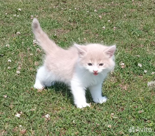 Котята в добрые руки бесплатно