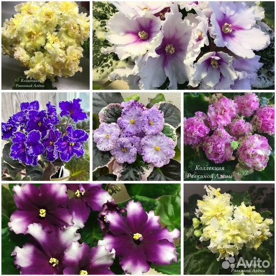 Выставка фиалок