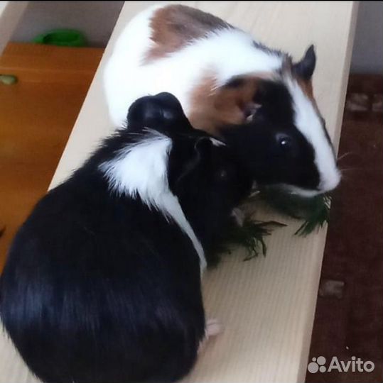 Морская свинка