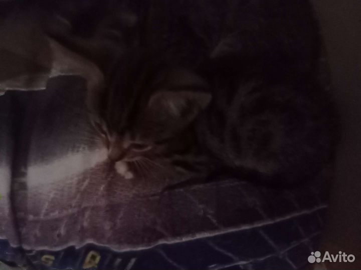 Домик для кошки