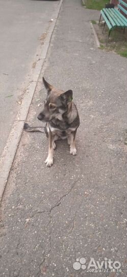 Молодая собака стерилизованная, преданная и умная