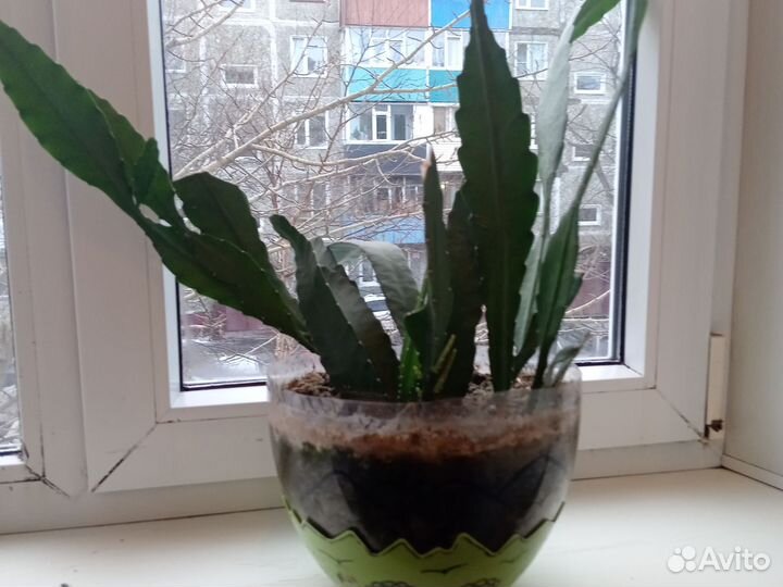 Цветы домашние в горшках