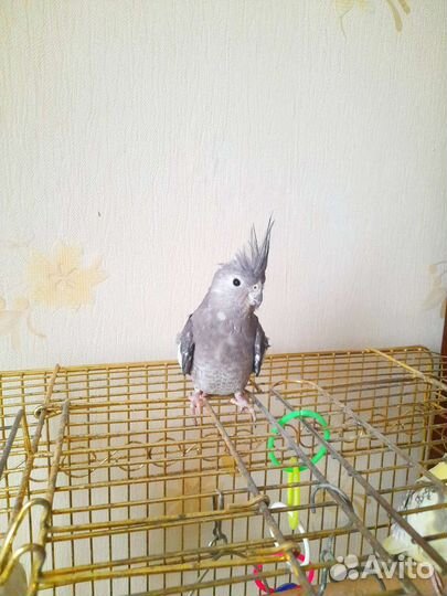 Птенцы корелл