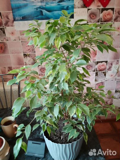 Фикус бенджамина