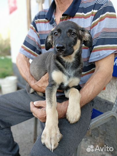 Мальчуган в поисках дома, щенок 3 мес