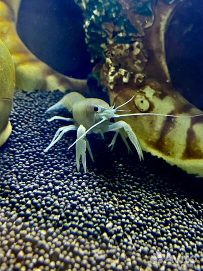 Аквариумный флоридский рак (белый)