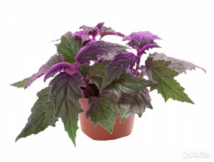 Гинура 12 см