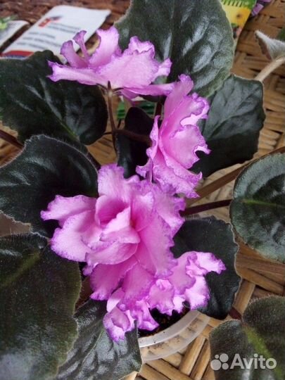 Фиалка розовая махровая