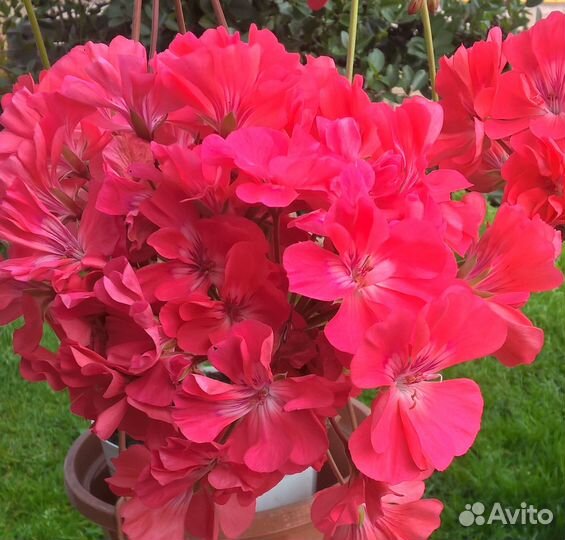 Черенки пеларгонии