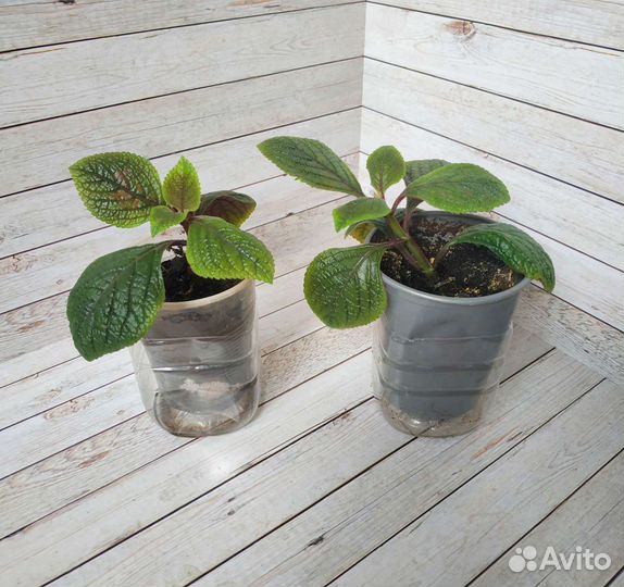 Плектрантус шоколадница сиреневые листья растения