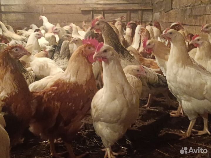 Куры и петухи