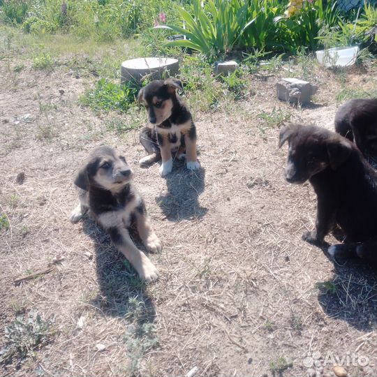 Собака в добрые руки отдам бесплатно