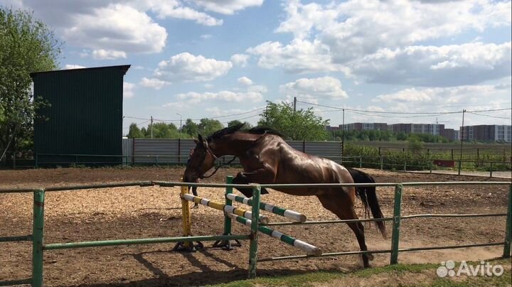 Кобыла 2018 продажа или обмен