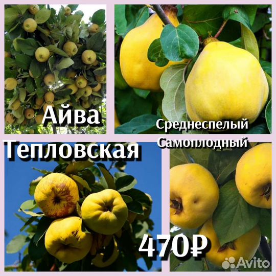 Айва саженцы