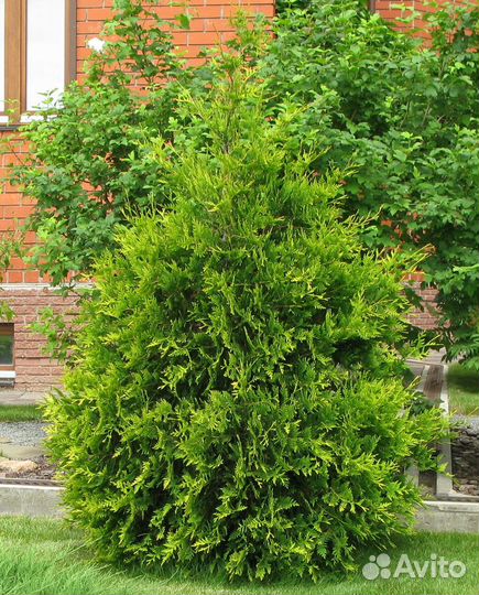 Туя в ассортименте