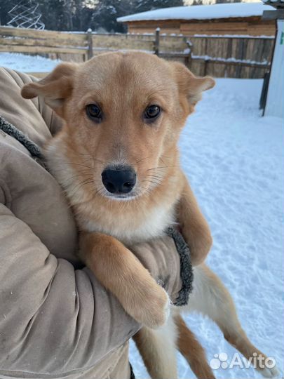 Щенок в добрые руки