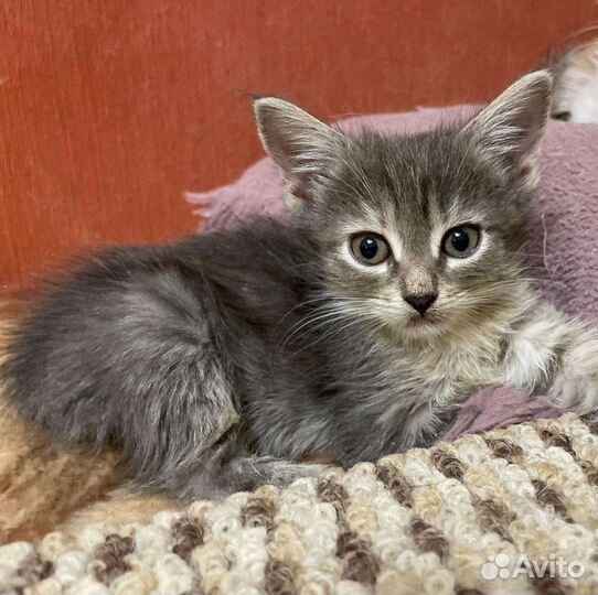 Кошки бесплатно