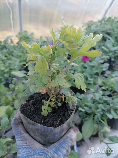 Хризантема жёлтая