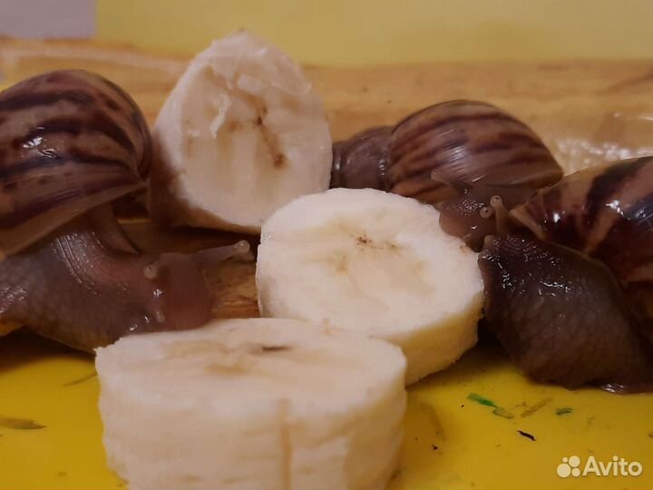 Улитки ахатины маленькие
