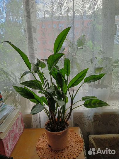 Фикус. Аглаонема Мария