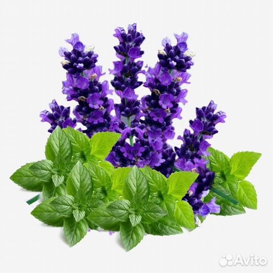 Пряные травы, мята, шалфей, тимьян, душица и т.д