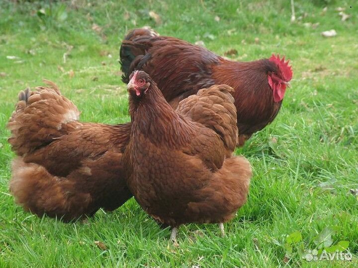 Кура несушка