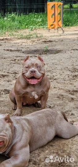 Американский булли покет