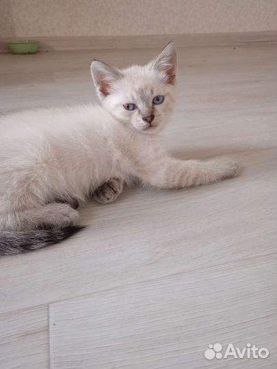 Котята тайской кошки