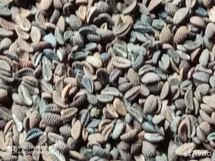 Семена фацелии