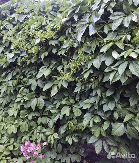 Девичий виноград