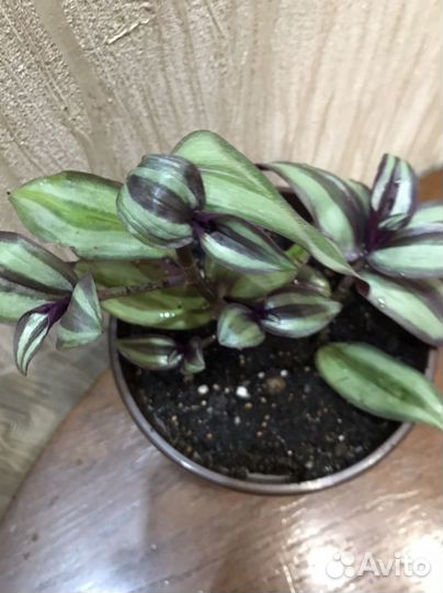 Педилантус,традесканция, традесконция зебрина