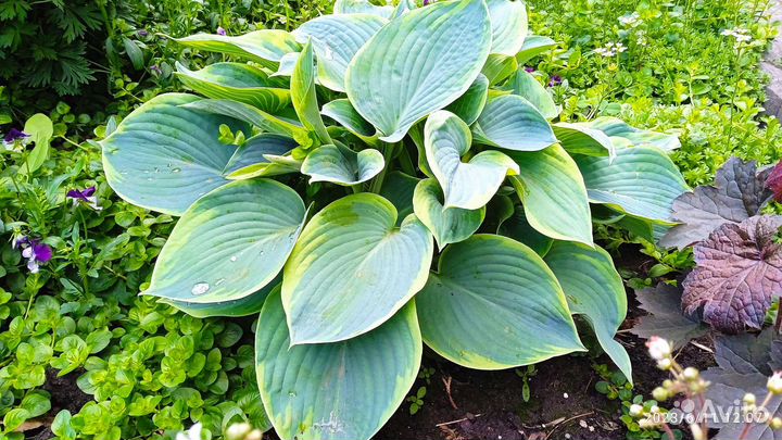 Растение Хоста
