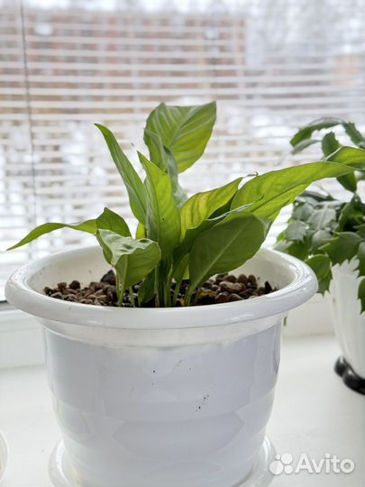 Спатифиллум