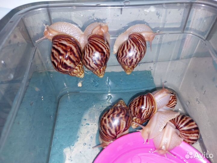 Улитки Ахатины бесплатно