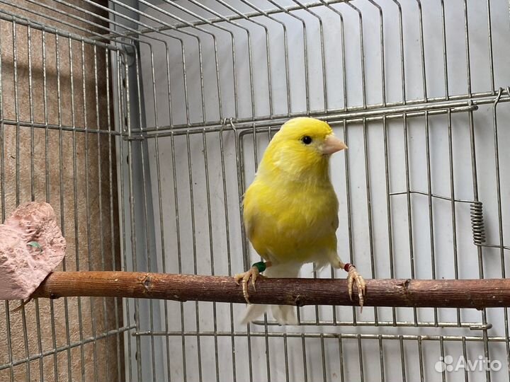 Канарейки Ватерслагеры