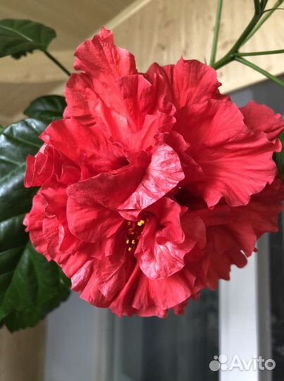 Гибискус красный махровый