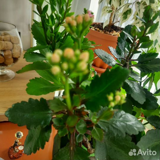 Каланхое цветущее