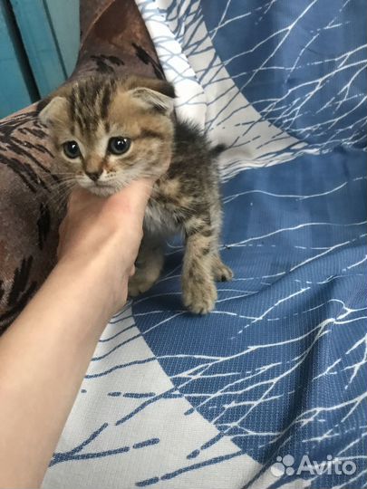 Котята в добрые руки повлоградка