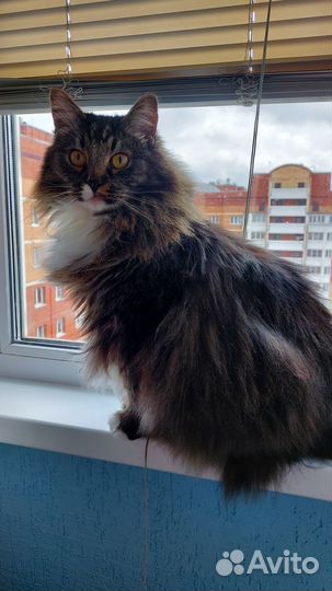 Котики бесплатно