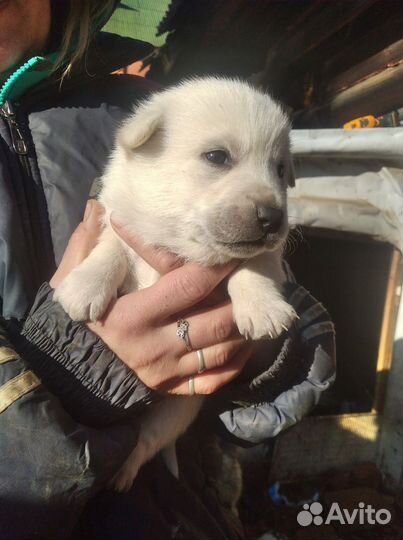 Щенки хаски