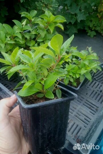 Гортензия метельчатая