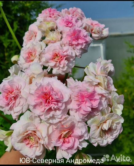 Пеларгония герань