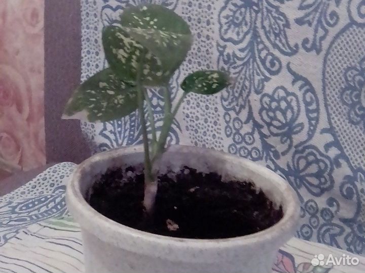 Диффенбахия