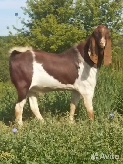 Ч/П Камори и потомки